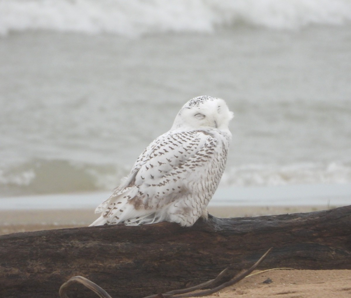 Snowy Owl - ML645465195