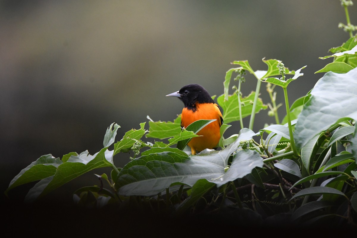 trupiál baltimorský - ML645465204