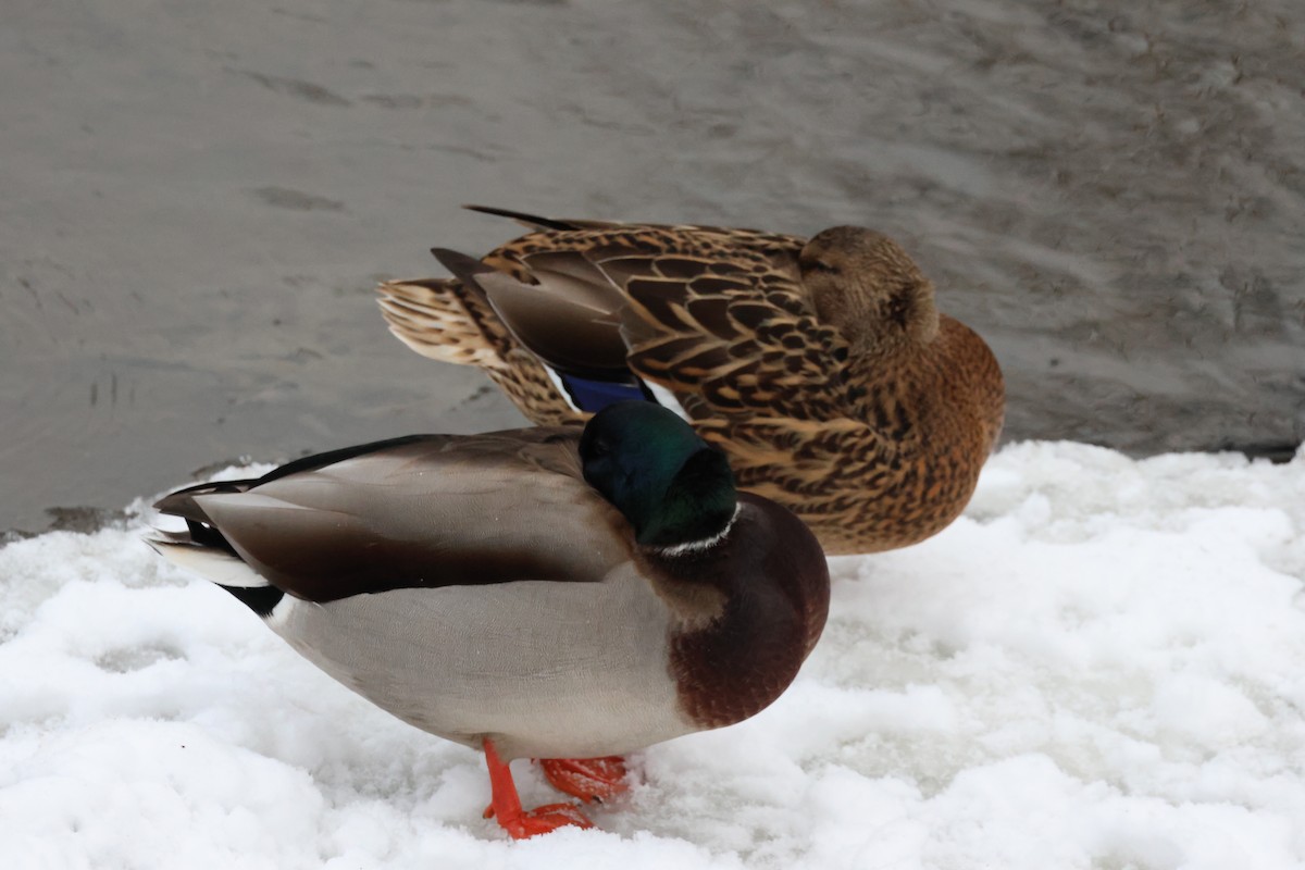 Mallard - ML645465206