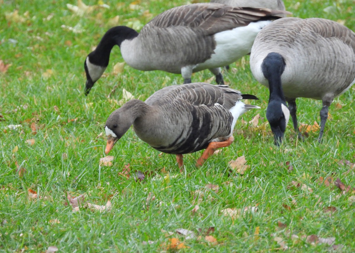 Oie rieuse - ML645465207