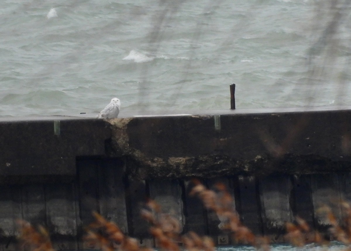 Harfang des neiges - ML645465212