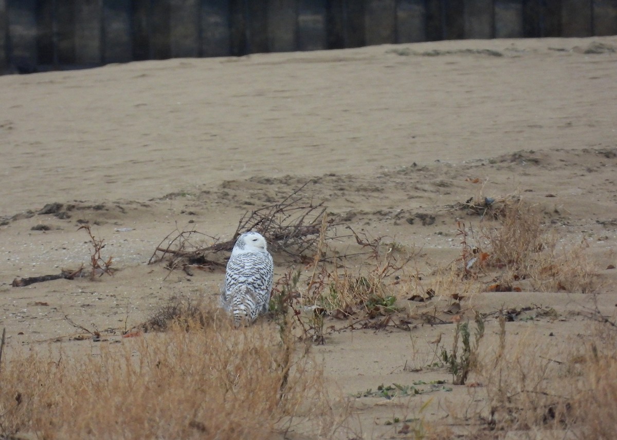 Harfang des neiges - ML645465213