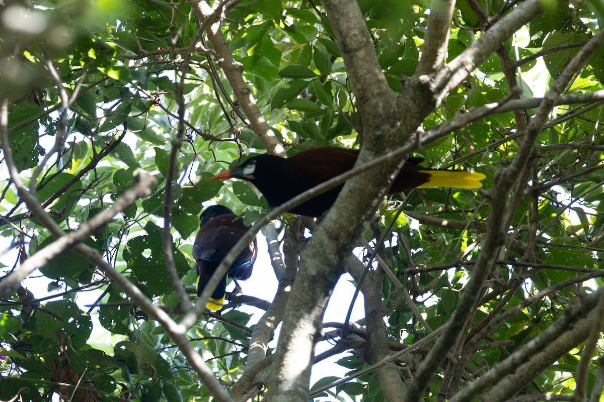 Montezuma Oropendola - ML645465219