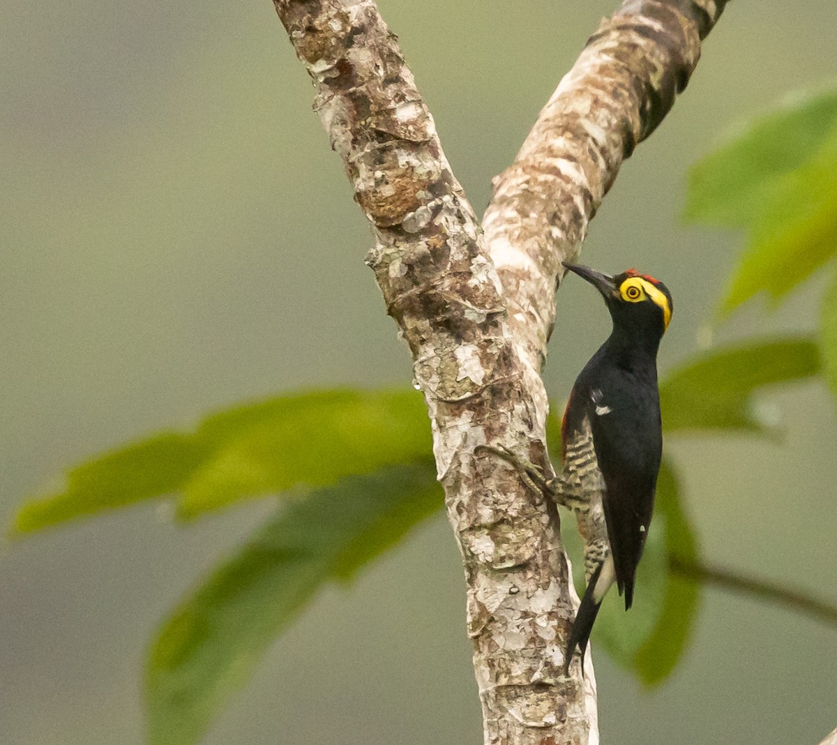 Yellow-tufted Woodpecker - ML645465220