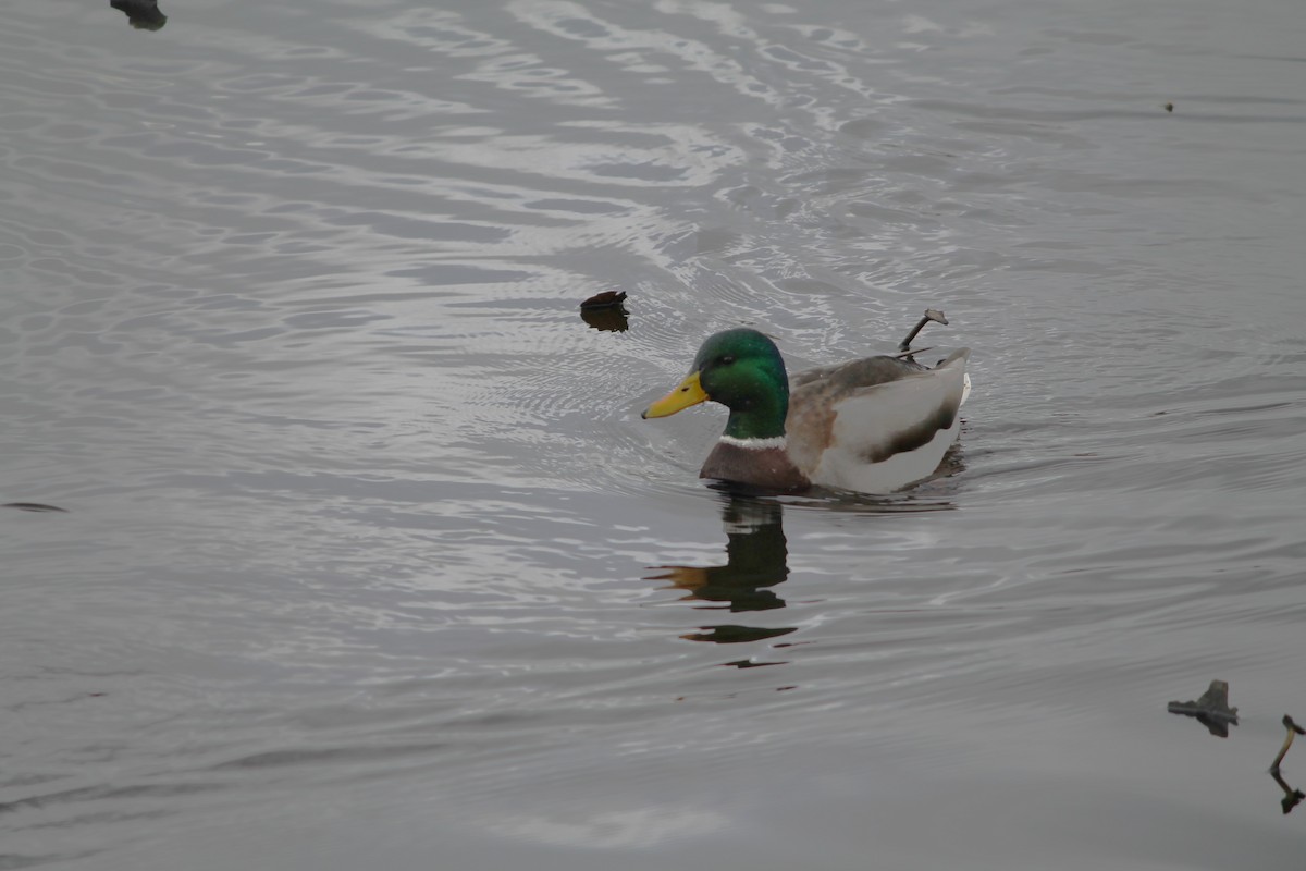 Mallard - ML645465222