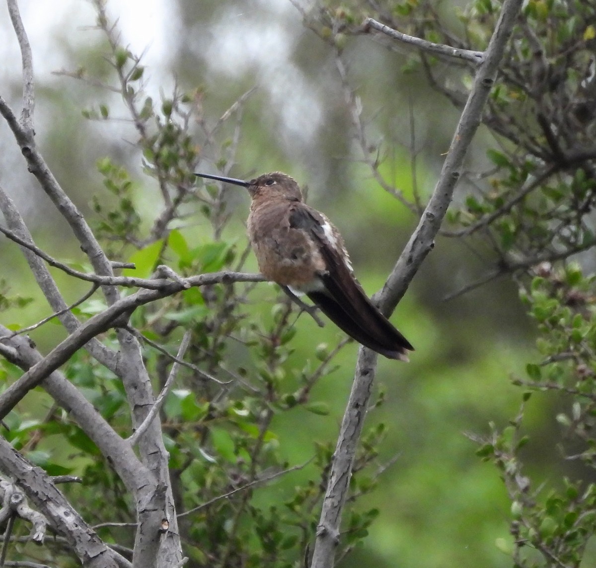 Giant Hummingbird - ML645465229