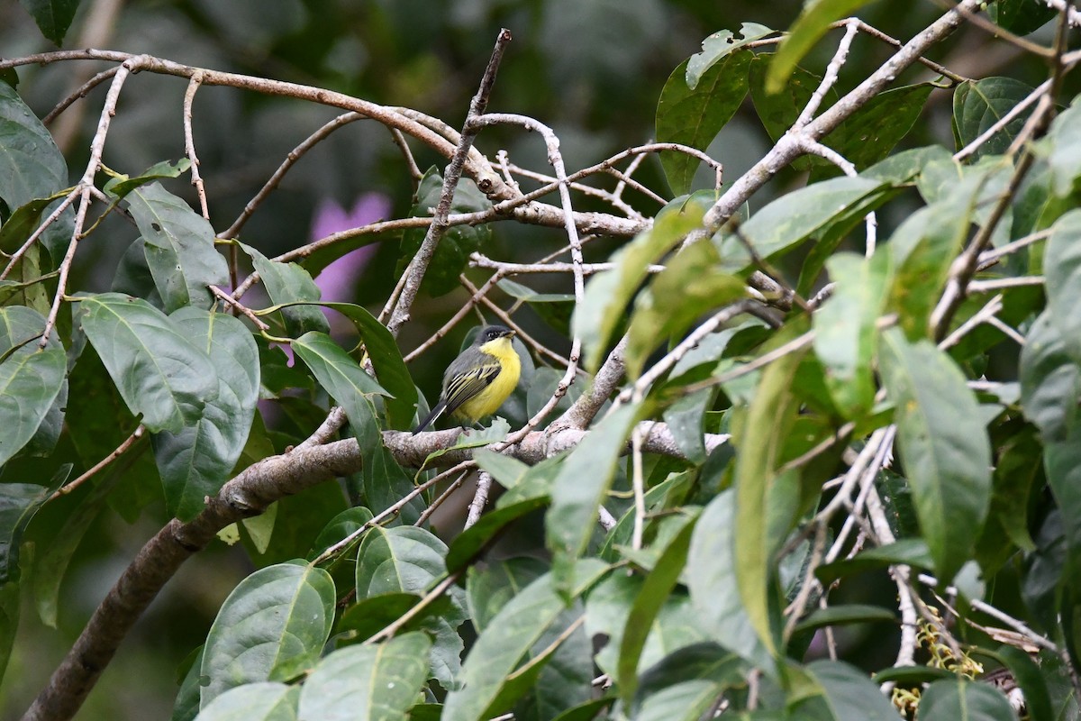 Common Tody-Flycatcher - ML645465230