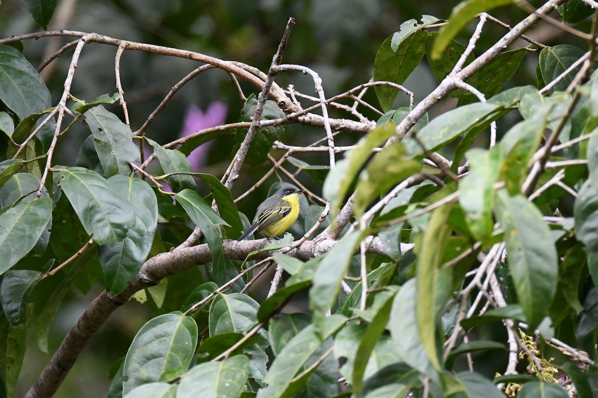 Common Tody-Flycatcher - ML645465231