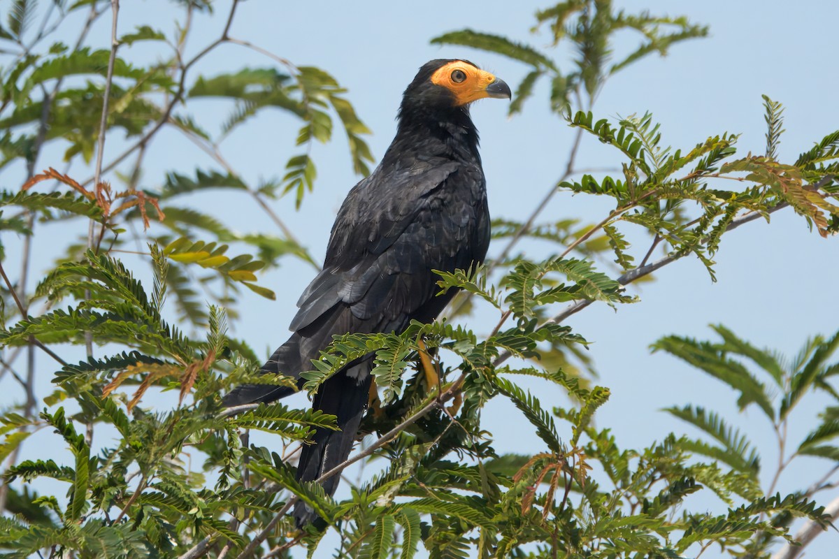 Siyah Karakara - ML645465233