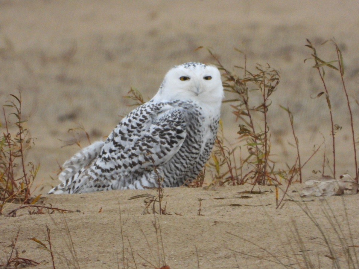 Harfang des neiges - ML645465235
