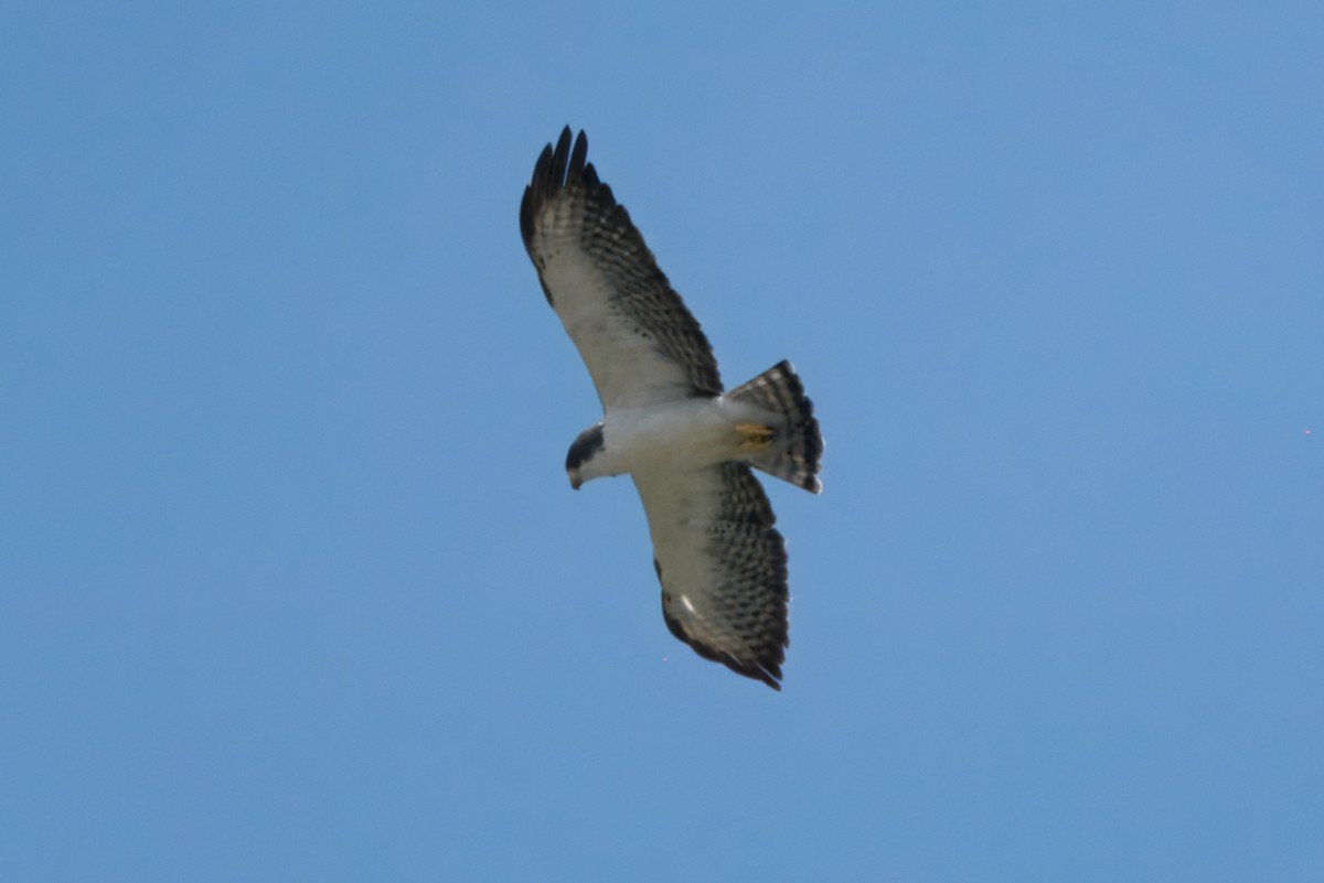 Busardo Colicorto - ML645465236