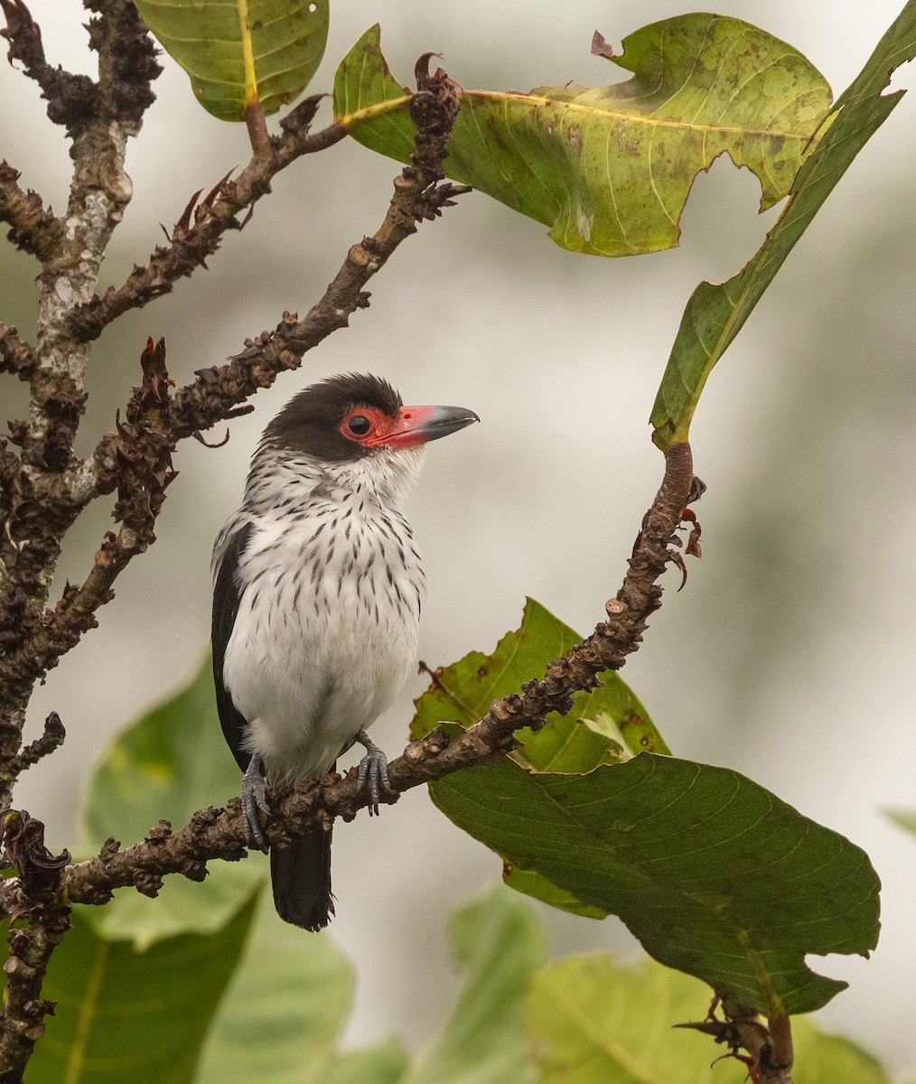 Black-tailed Tityra - ML645465237