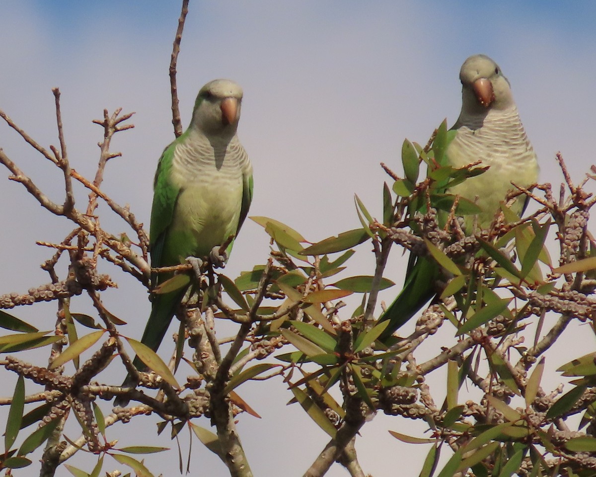 Mönchssittich - ML645465246