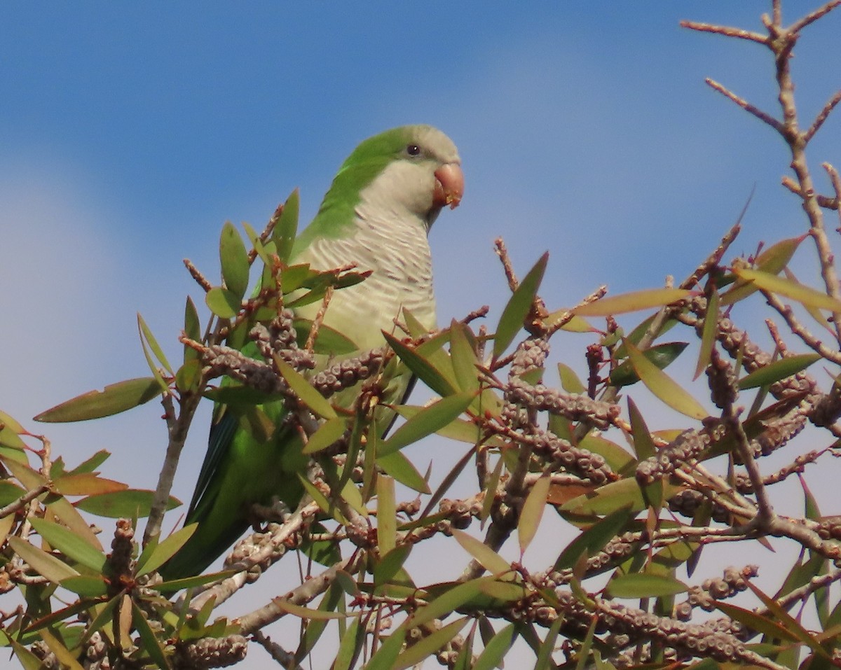 Mönchssittich - ML645465247