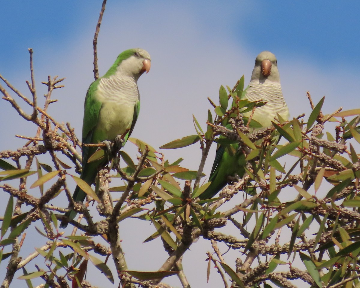 Mönchssittich - ML645465248