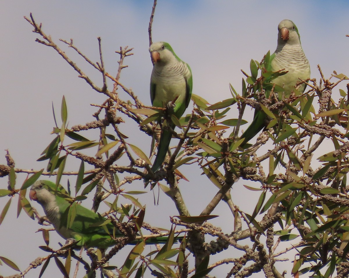 Mönchssittich - ML645465249