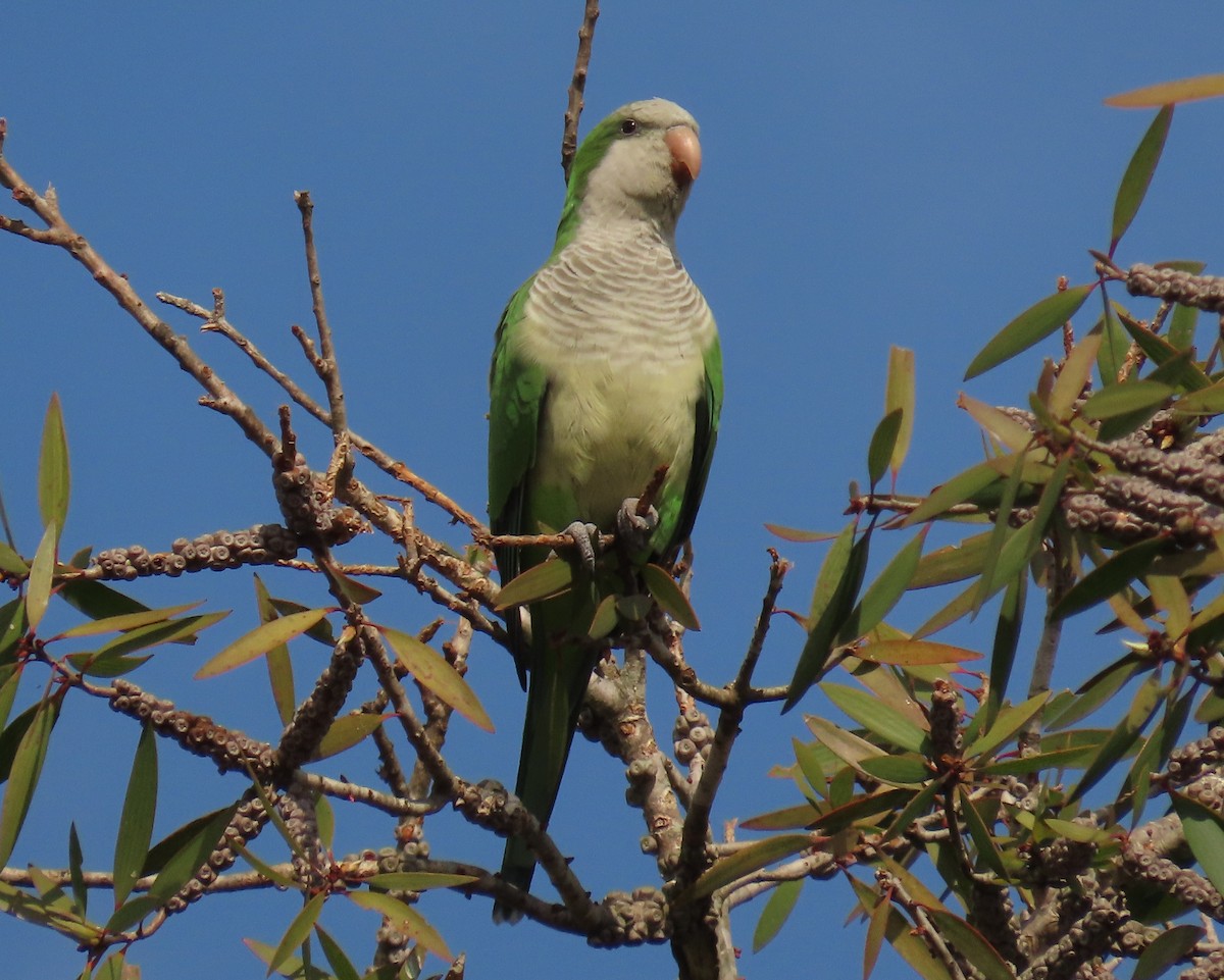 Mönchssittich - ML645465250