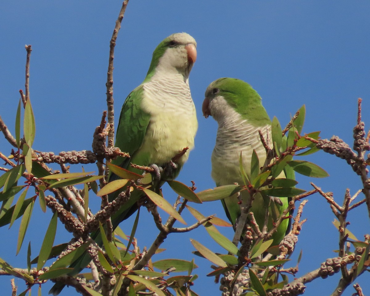 Mönchssittich - ML645465251