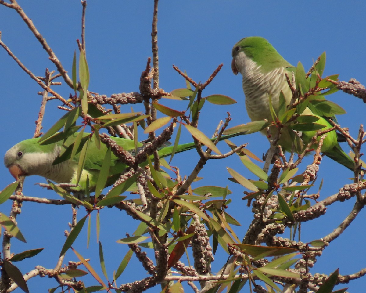 Mönchssittich - ML645465252