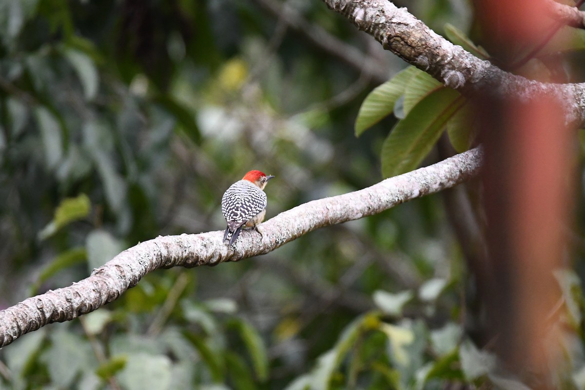 datel kápový - ML645465253