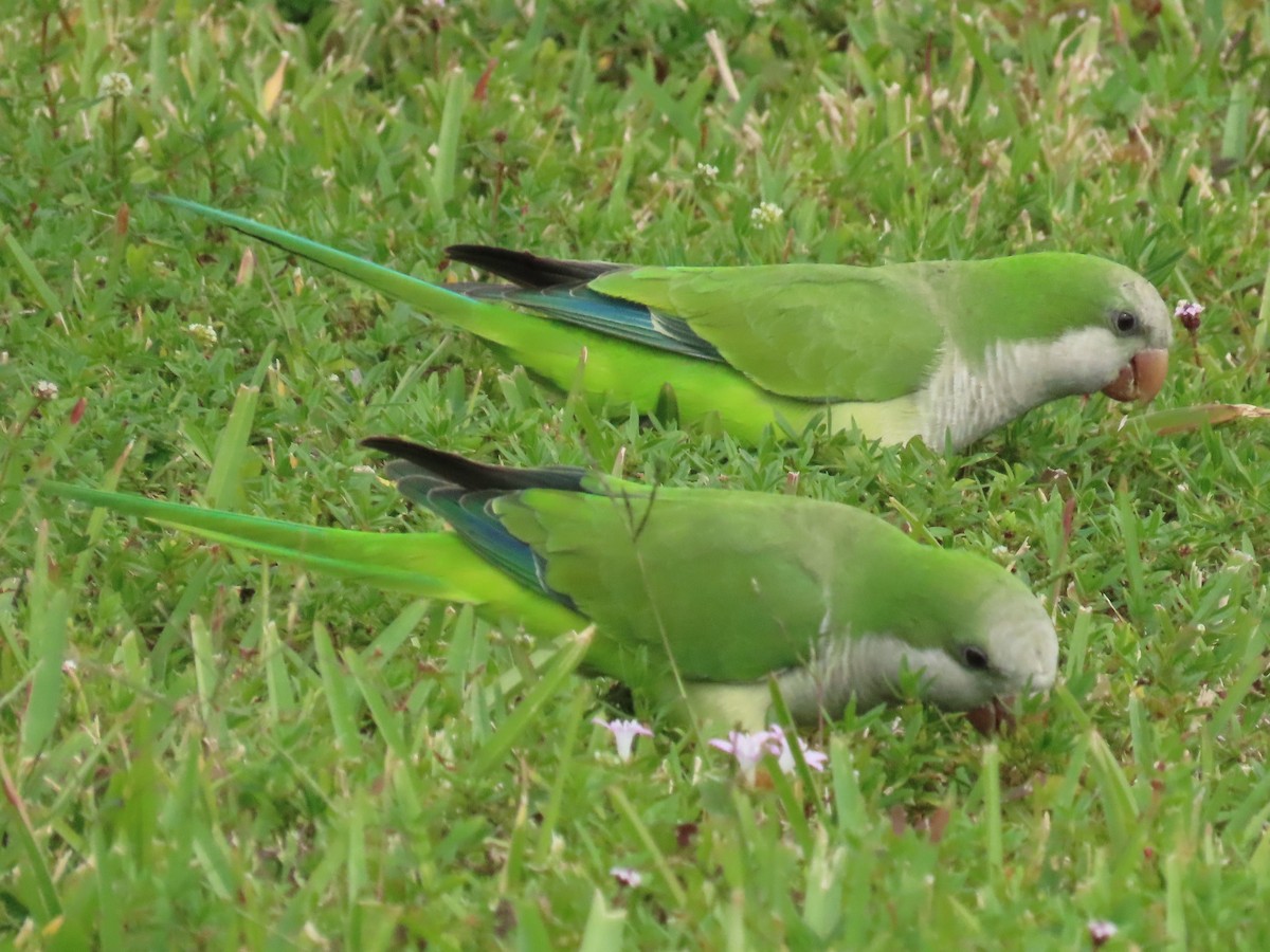 Mönchssittich - ML645465256