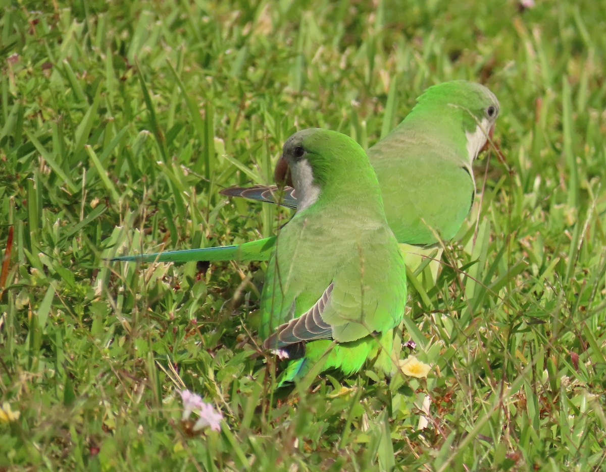 Mönchssittich - ML645465257