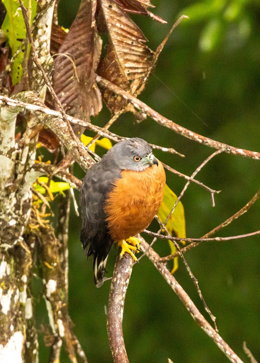 Double-toothed Kite - ML645465281