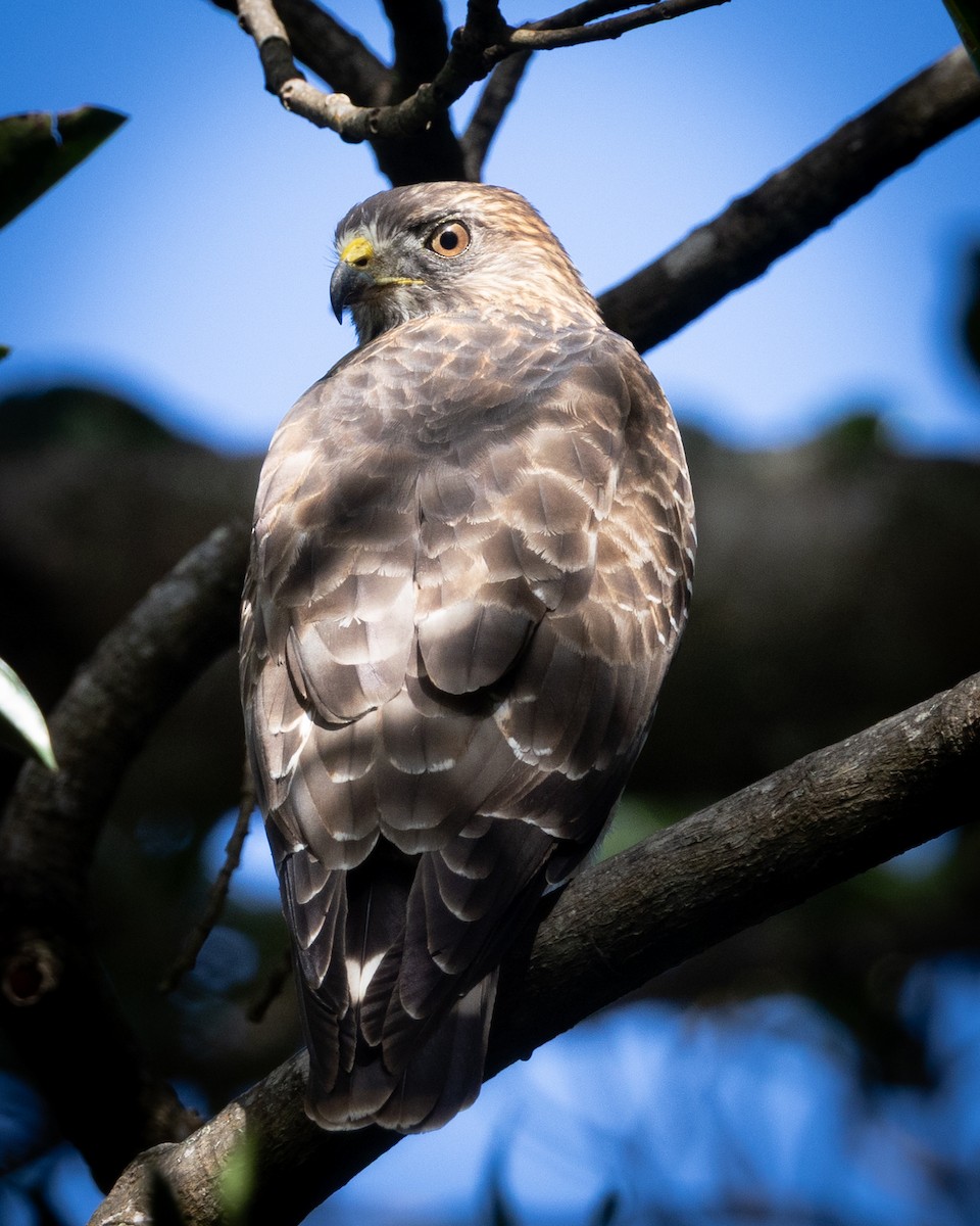 Broad-winged Hawk - ML645465282