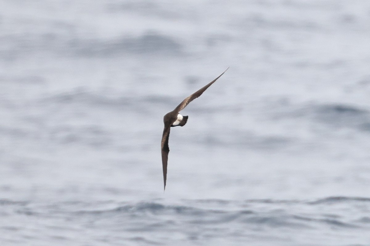 Townsend's Storm-Petrel - ML645465298