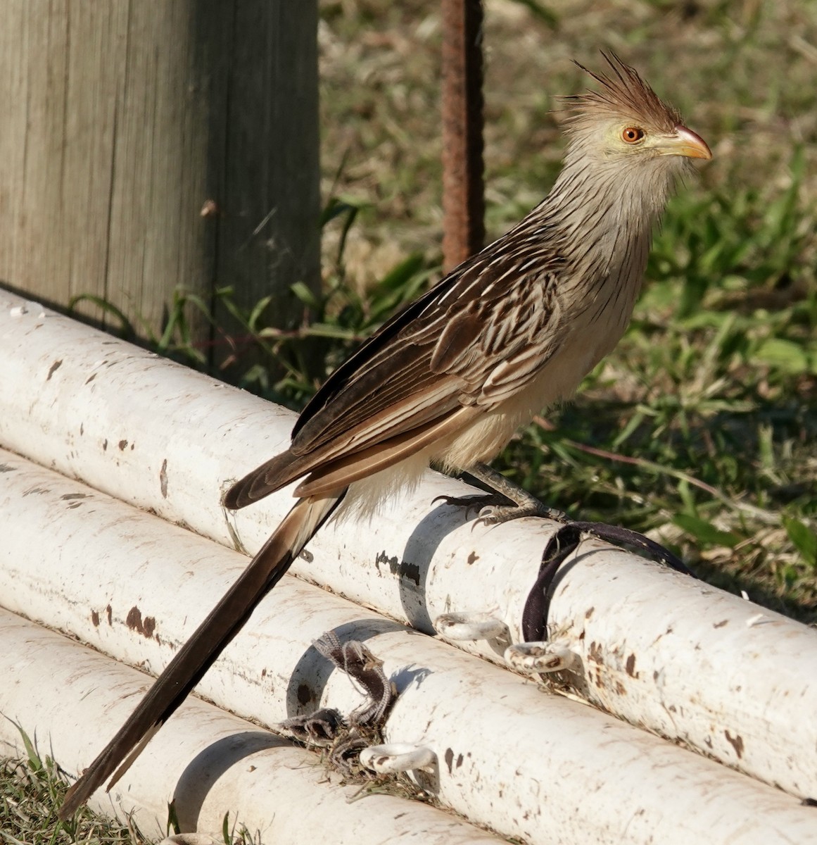 Guira Cuckoo - ML645465299