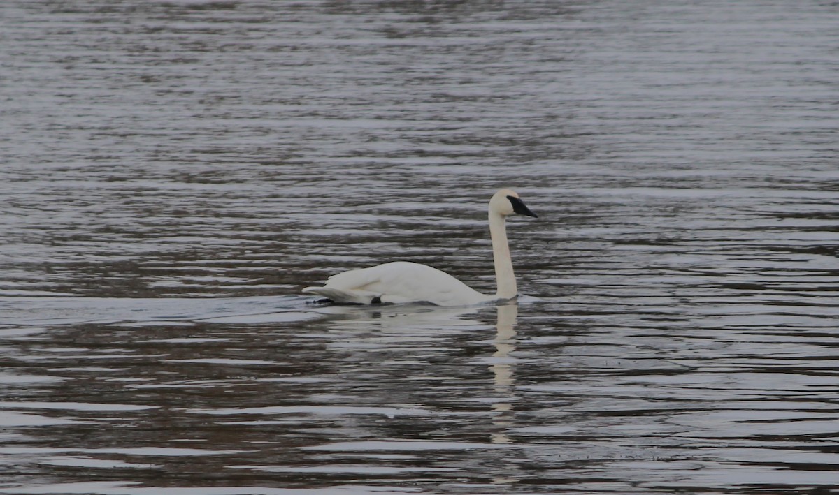 Trumpeter Swan - ML645465302