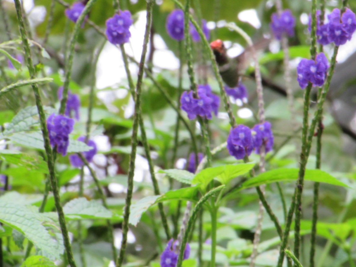 チャカザリハチドリ - ML645465309