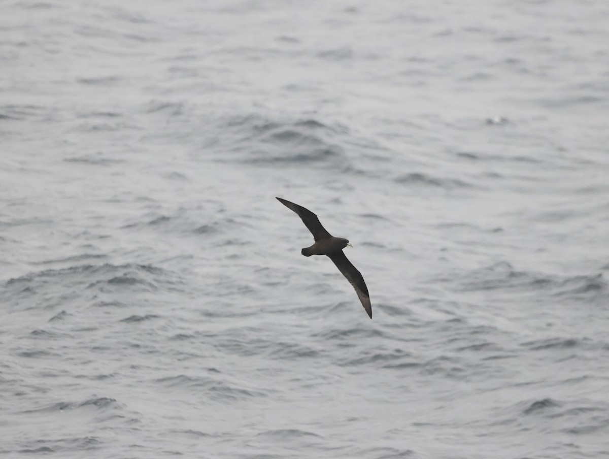 White-chinned Petrel - ML645465310