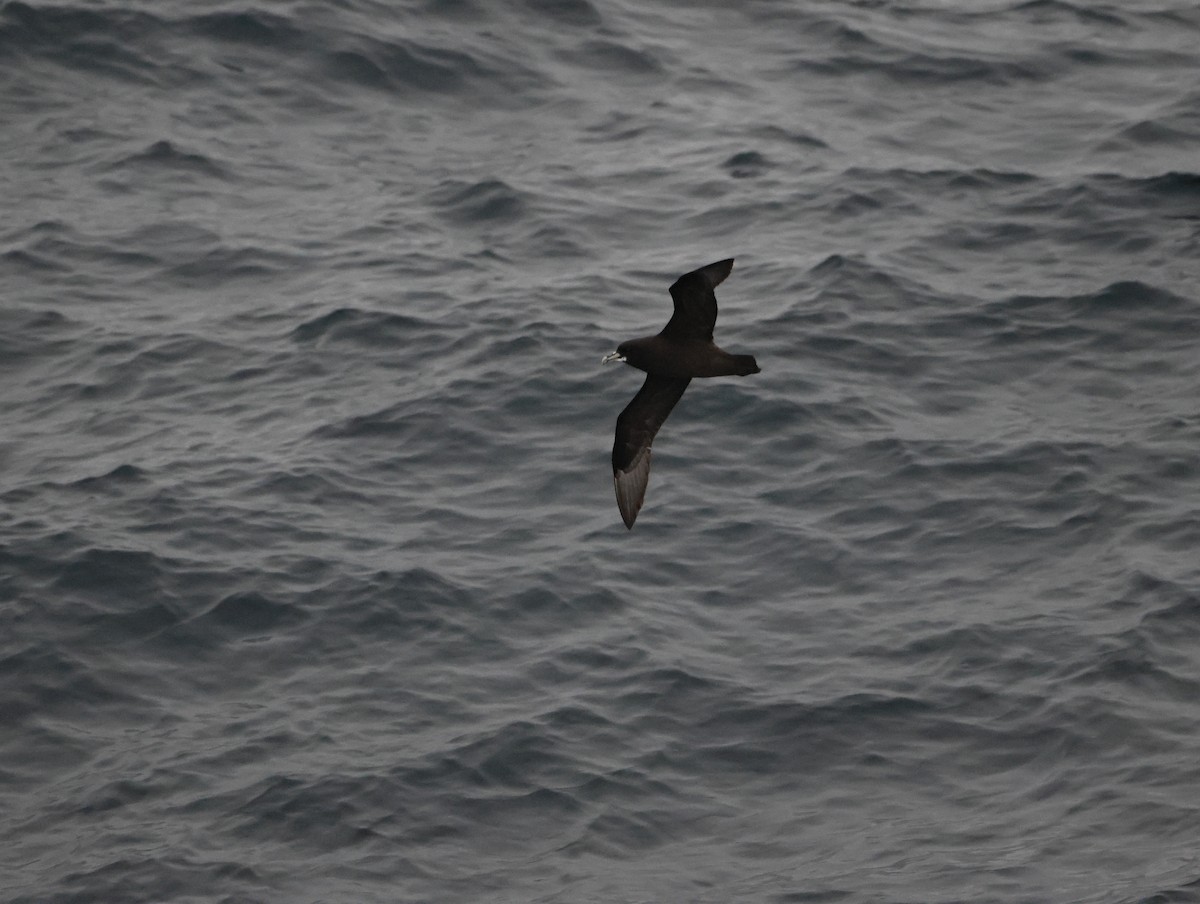 White-chinned Petrel - ML645465311