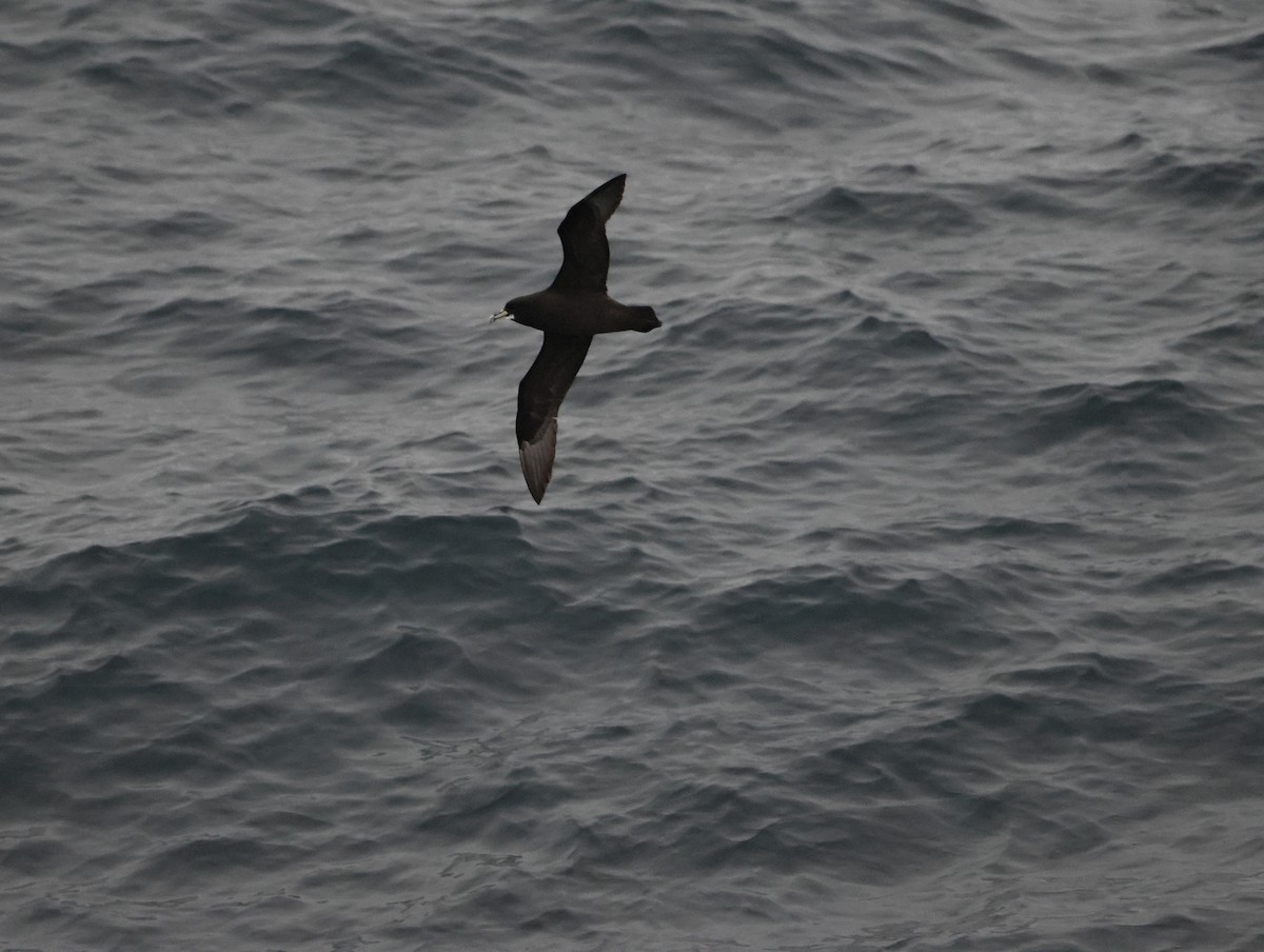 White-chinned Petrel - ML645465312