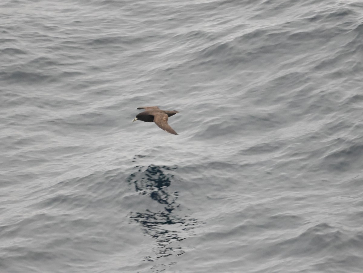 White-chinned Petrel - ML645465313