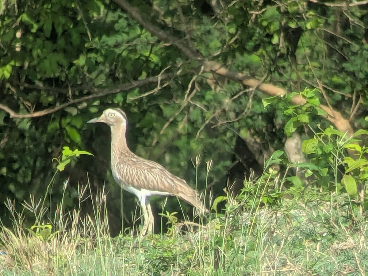 Kaşlı Kocagöz - ML645465314