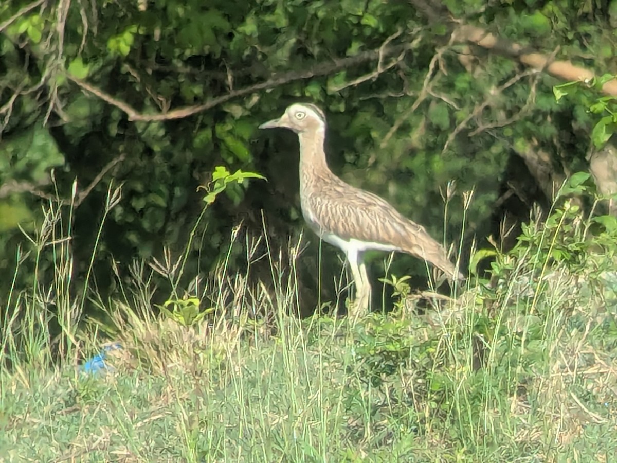 Kaşlı Kocagöz - ML645465315