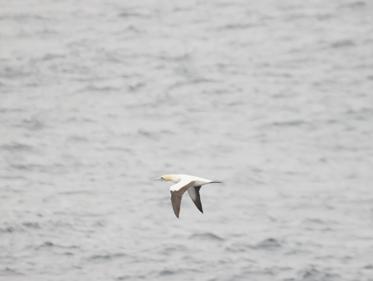 Cape Gannet - ML645465319