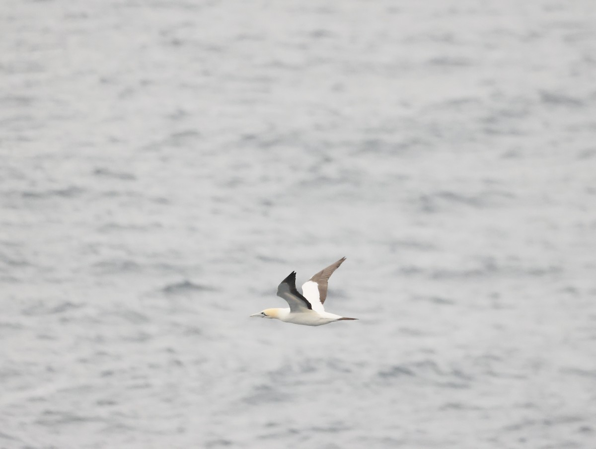 Cape Gannet - ML645465320