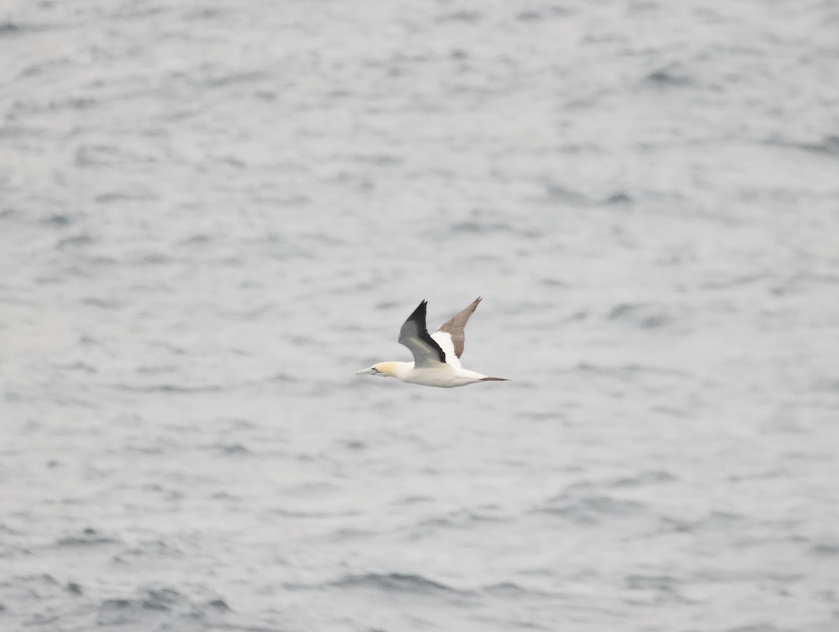 Cape Gannet - ML645465321