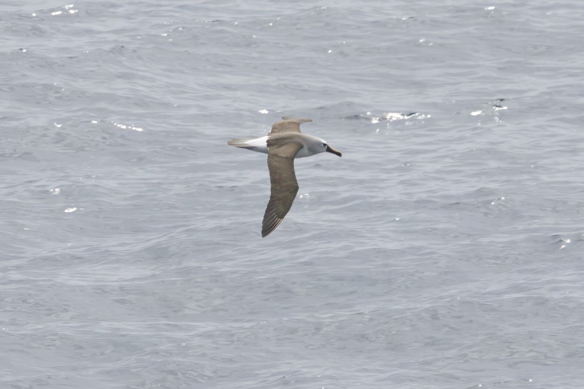 Atlantic Yellow-nosed Albatross - ML645465325