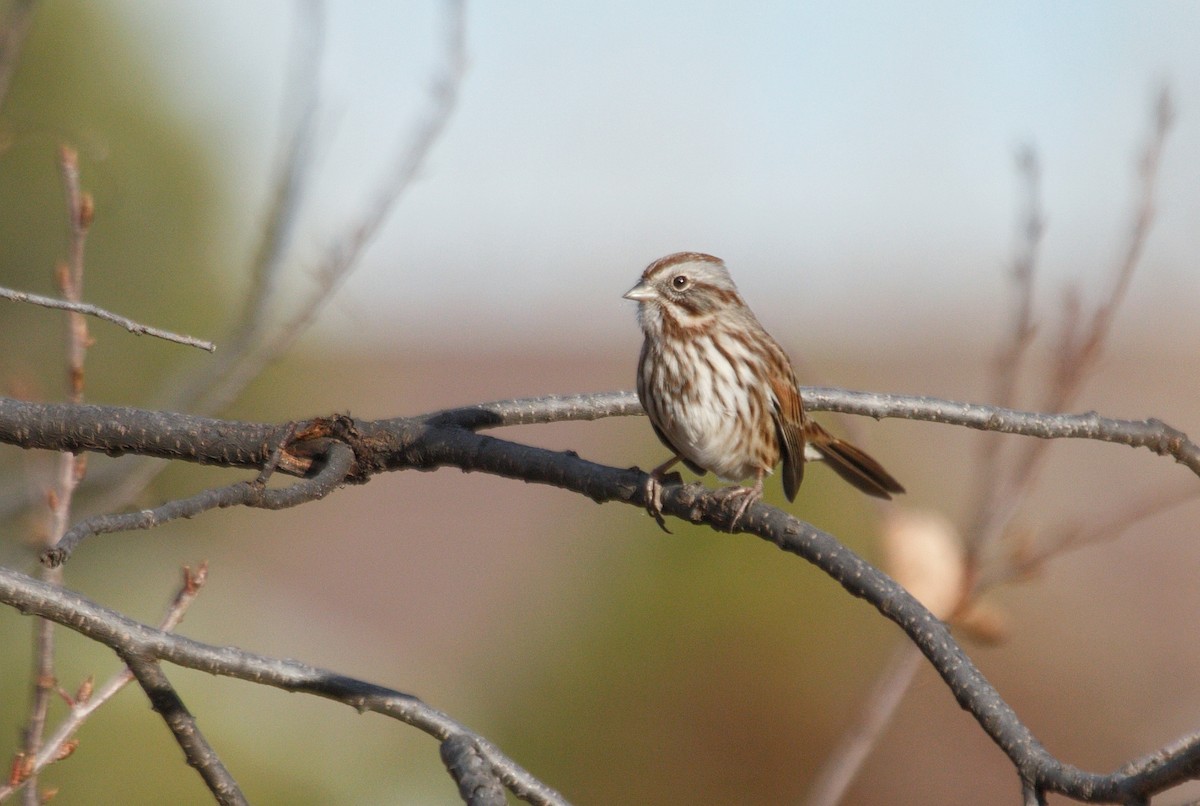 Song Sparrow - ML645465329