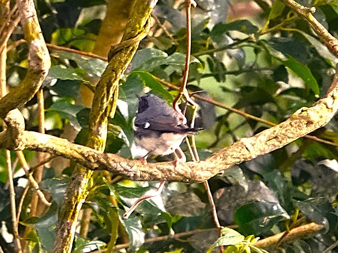 Black-throated Blue Warbler - ML645465331