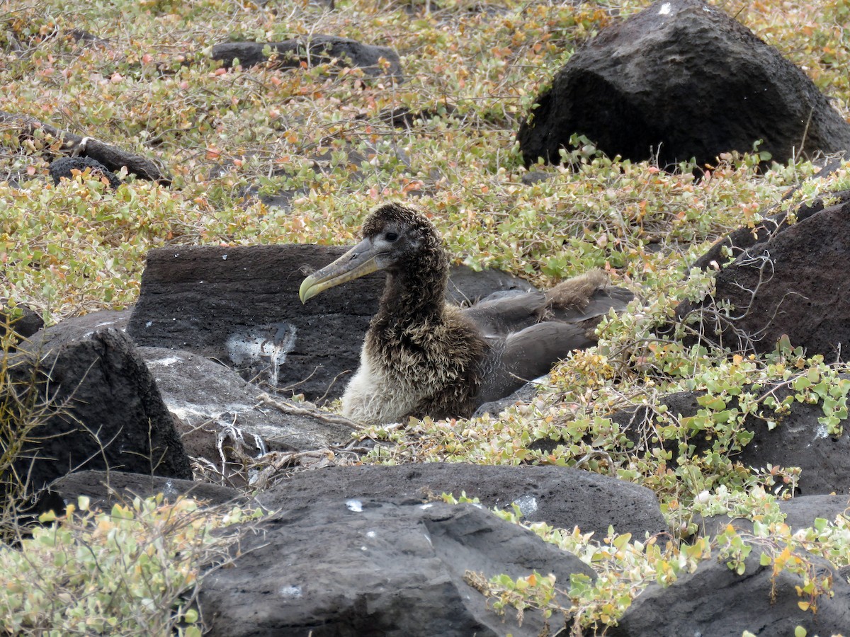 Waved Albatross - ML645465332