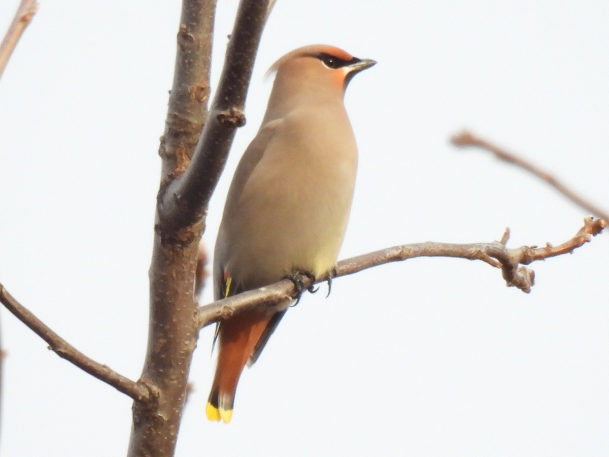 キレンジャク - ML645465334