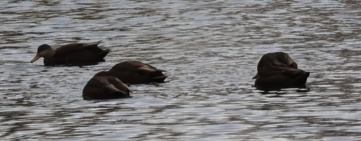 American Black Duck - ML645465337