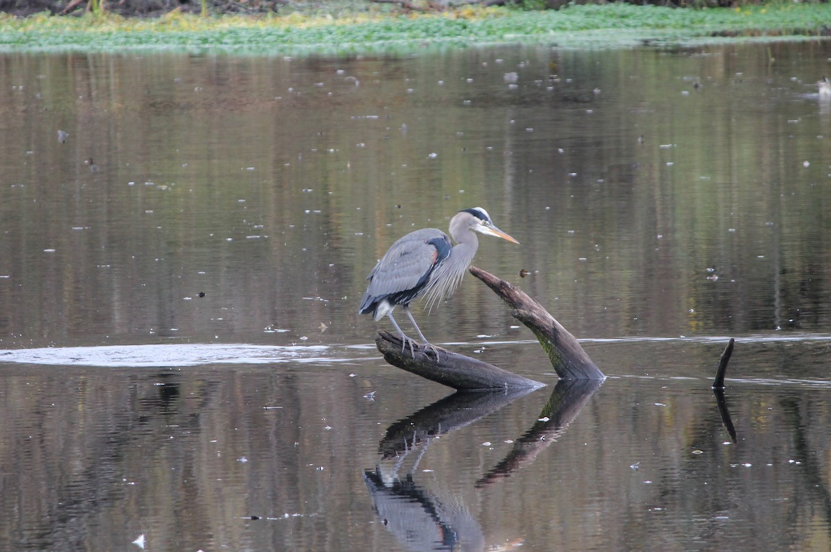 Great Blue Heron - ML645465340