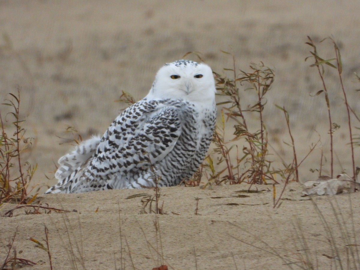 Harfang des neiges - ML645465351