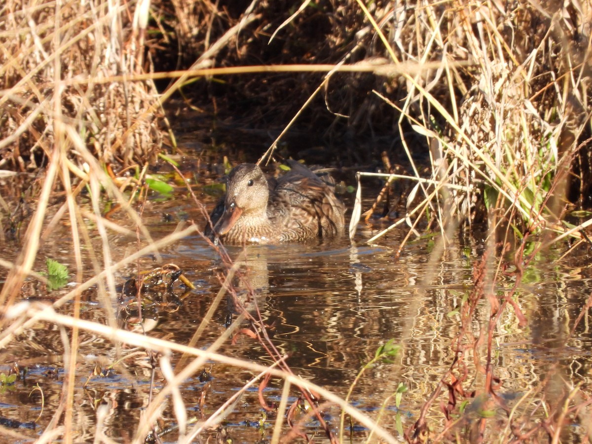 Gadwall - ML645465354